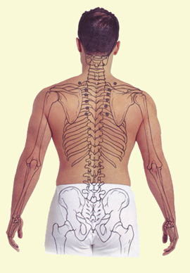 Лимфоузлы на пояснице. Лимфатическая система человека спина. Лимфатические узлы на спине. Лимфатические узлы на спине расположение.